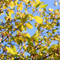 Tilia cordata ´Winter Orange´ KM120 K7,5