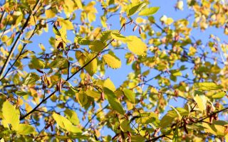 Tilia cordata ´Winter Orange´ KM120 K7,5