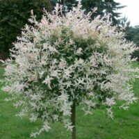 Salix integra Pendula KM80 K5