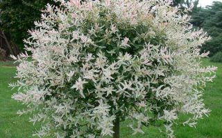 Salix integra Pendula KM80 K5