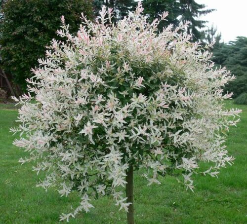 Salix integra Pendula KM80 K5 - Obrázek 1