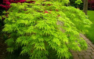 Acer palm. 'Emerald Lace'