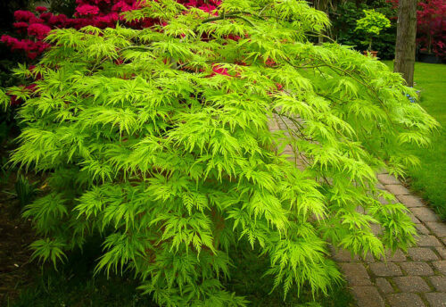 Acer palm. 'Emerald Lace' - Obrázek 1