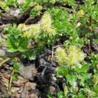 Salix arbuscula 60KM, P 19