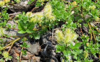 Salix arbuscula 60KM, P 19