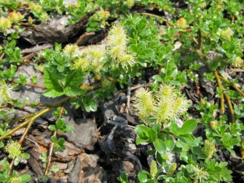 Salix arbuscula 60KM, P 19 - Obrázek 1