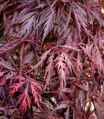 Acer palm. 'Garnet' - Obrázek 2