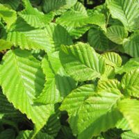 Carpinus betulus 'Pendula' 150 KM