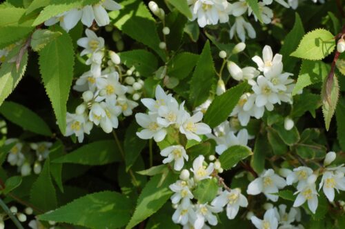 Davidia involucrata vilmoriniana, 125–150, K, špičák – Davidie listenová - Obrázek 1
