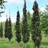 Fagus sylv. 'Rohan Obelisk'