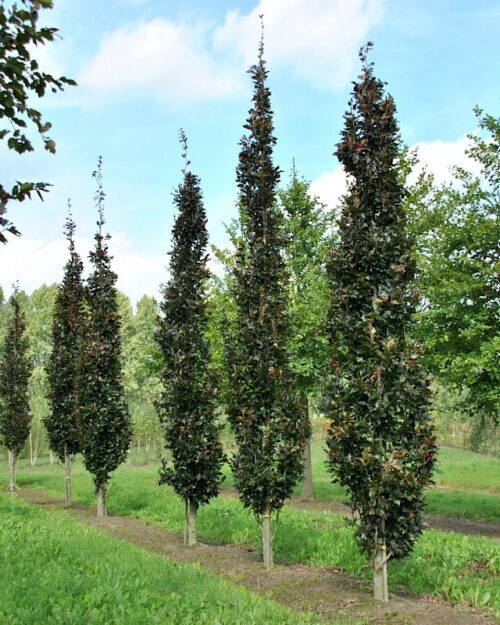 Fagus sylv. 'Rohan Obelisk' - Obrázek 1