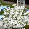 Exochorda racemosa 'Niagara'® - Kontejner 3L, v. 20-25 CM