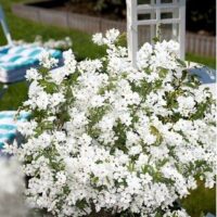 Exochorda racemosa 'Niagara'®