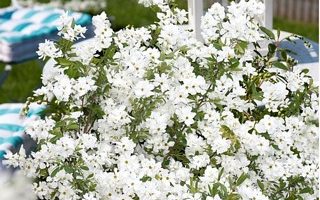Exochorda racemosa 'Niagara'®