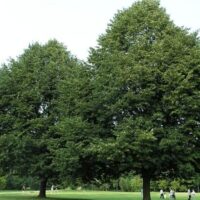 Tilia cordata 'Rancho' 200-250