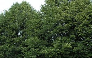 Tilia cordata 'Rancho'