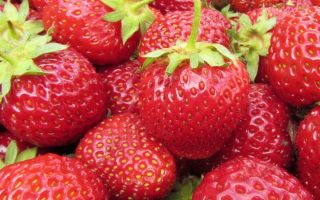 Jahody – sazenice 'Polka', raná, 10-pack