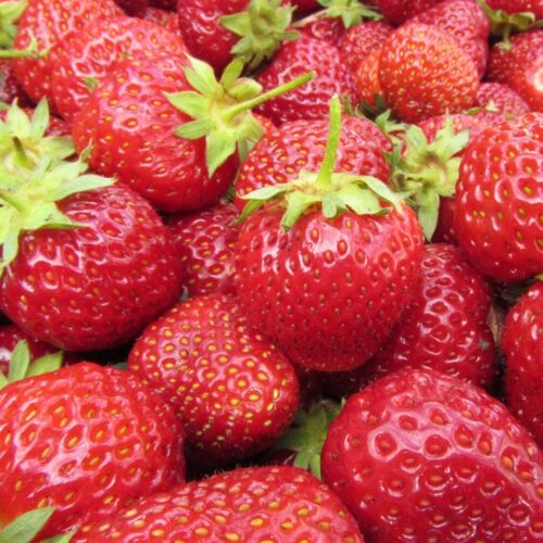 Jahody – sazenice 'Polka', raná, 10-pack - Obrázek 1