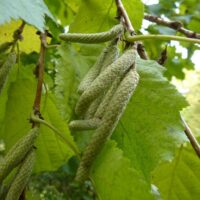 Corylus colurna Líska turecká, RP 2 L, 30–40