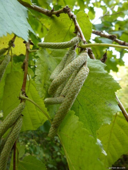 Corylus colurna Líska turecká, RP 2 L, 30–40 - Obrázek 1