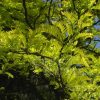 Gleditsia triacanthos 'Sunburst' - Kontejner 30L -OK 8-10 CM