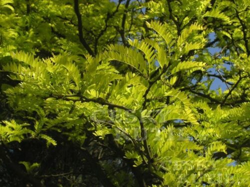 Gleditsia triacanthos 'Sunburst' - Obrázek 1