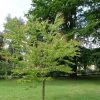 Cercidiphyllum japonicum - Kontejner 10 l, v. 125-150 cm