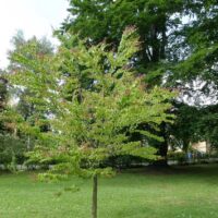 Cercidiphyllum japonicum