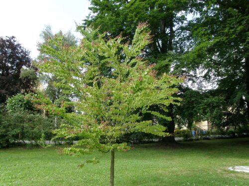 Cercidiphyllum japonicum - Obrázek 1