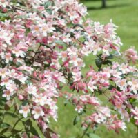Malus ´Pom Zai´ 60KM