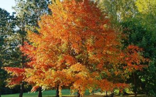 Nyssa sylvatica 125–150 K7,5