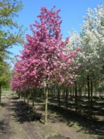 Malus 'Rudolph'