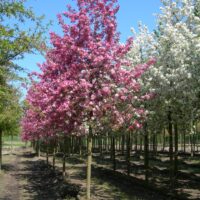 Malus ´Rudolph´ 200–250 K