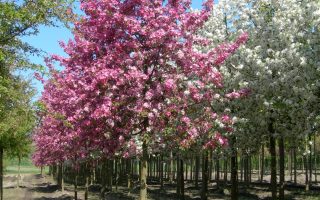 Malus ´Rudolph´ 200–250 K