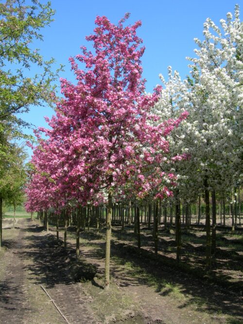 Malus ´Rudolph´ 200–250 K - Obrázek 1