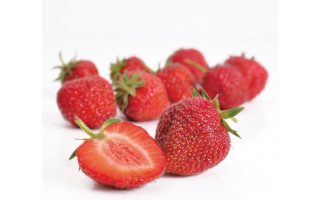 Jahody – sazenice 'Senga Sengana', poloraná, 10-pack