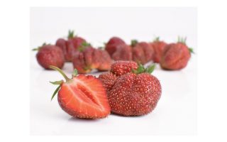 Jahody – sazenice 'Karmen', poloraná, 10-pack