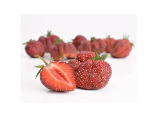 Jahody – sazenice 'Karmen', poloraná, 10-pack - Obrázek 1