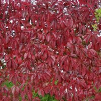 Parthenocissus tr. ´Veitch. Boskoop´ 40 RK2