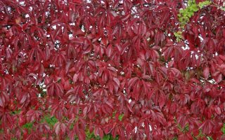 Parthenocissus tr. ´Veitch. Boskoop´ 40 RK2