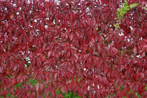 Parthenocissus tr. ´Veitch. Boskoop´ 40 RK2 - Obrázek 1