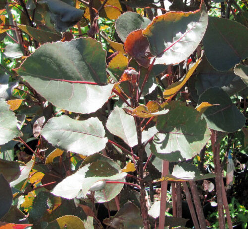 Populus deltoides ´Purple Tower´ 250–300 K - Obrázek 1
