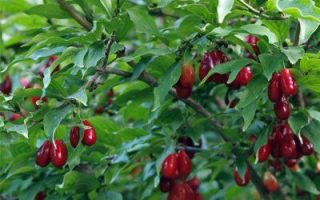 Cornus mas 'Golden Glorie'