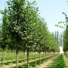 Tilia cordata 'Greenspire' - C10L 200-250 CM, vřeteno
