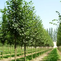 Tilia cordata 'Greenspire'