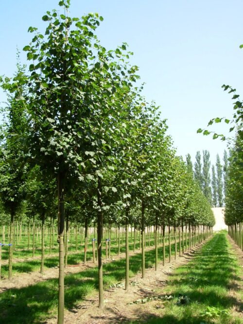 Tilia cordata 'Greenspire' - Obrázek 1