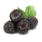 Rubus occidentalis  'Black Jewel' - Obrázek 2