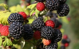 Rubus occidentalis  'Black Jewel'