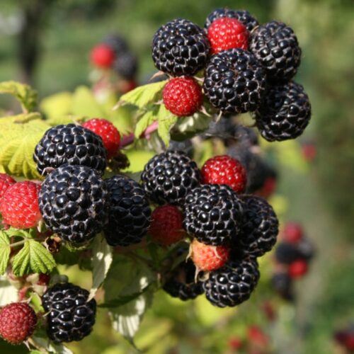 Rubus occidentalis  'Black Jewel' - Obrázek 1