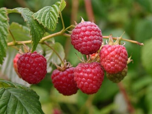 Rubus ideaus 'Tulameen' – velkoplodý - Obrázek 2